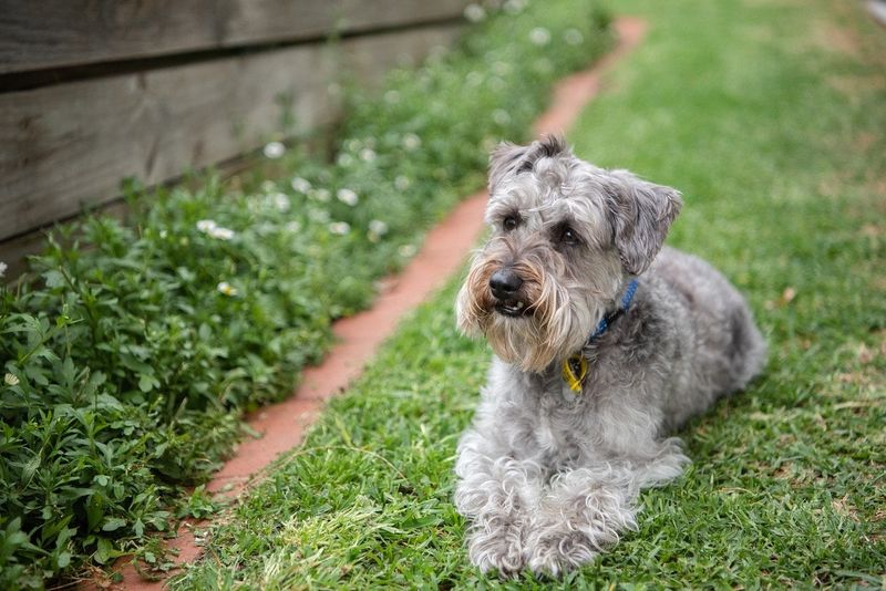 Schnoodle – Schnauzer × Poodle