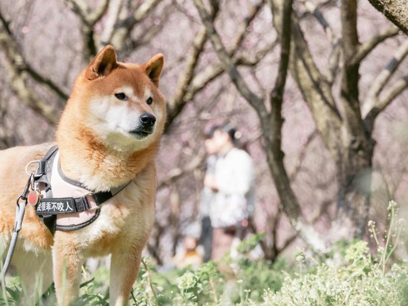 Shiba Inu