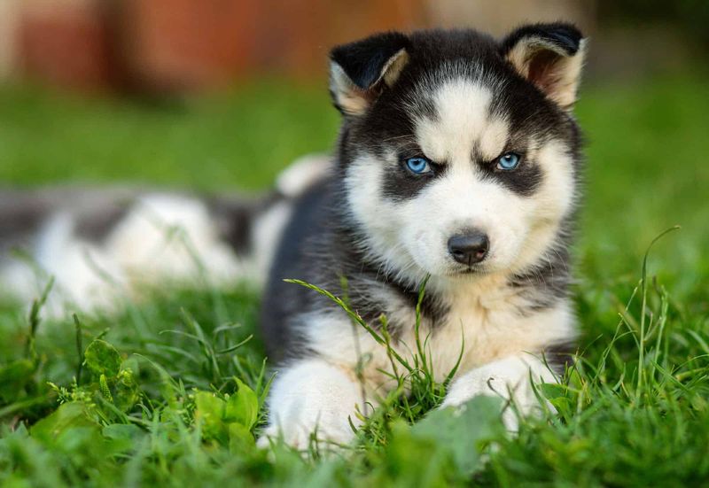 Huskydoodle: The Independent Thinker