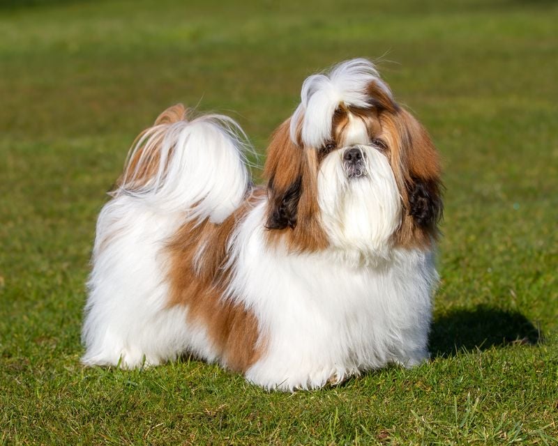 Little Lions of Tibetan Temples: Shih Tzu