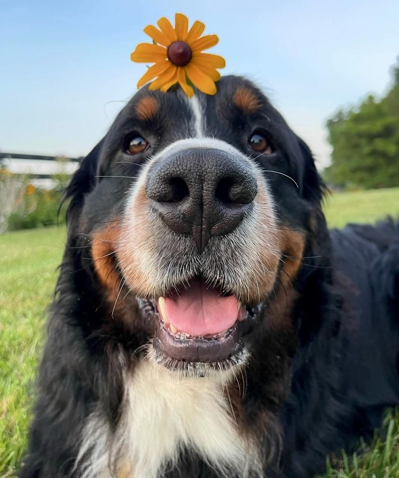 Bernese Mountain Dogs: Gentle-Hearted Working Souls