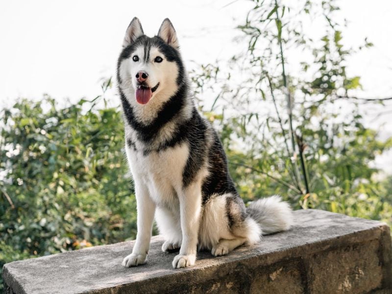 Siberian Husky: The Escape Artist