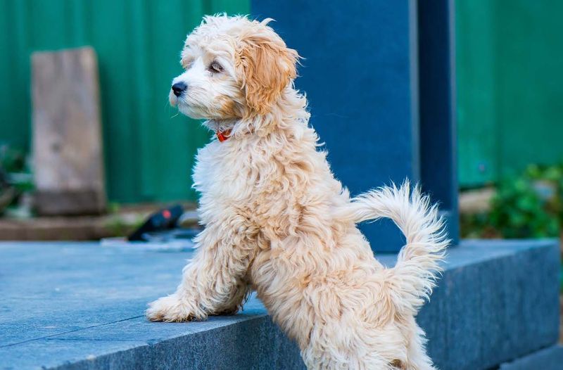 Cockapoo: The Pioneer Doodle