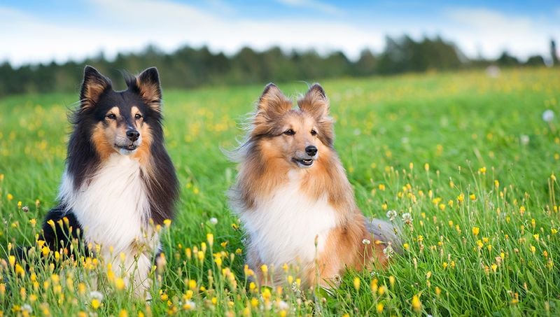 Shetland Sheepdogs
