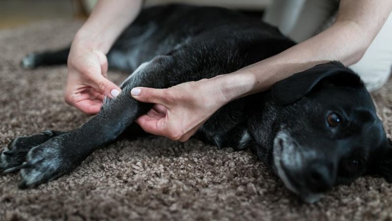 Canine Massage Therapy