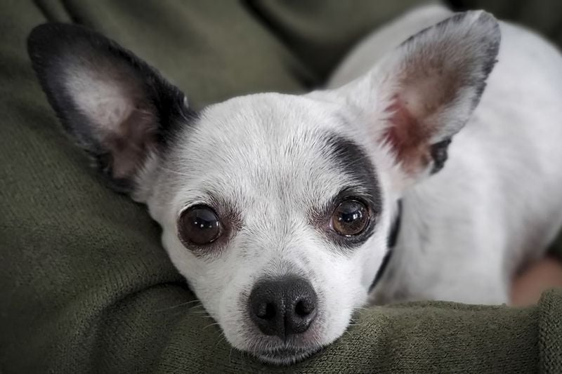 Chihuahua: The Tiny Diva