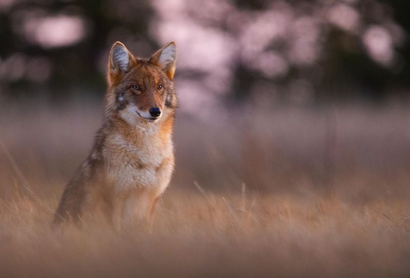 Eastern Coyote (Canis latrans var.)