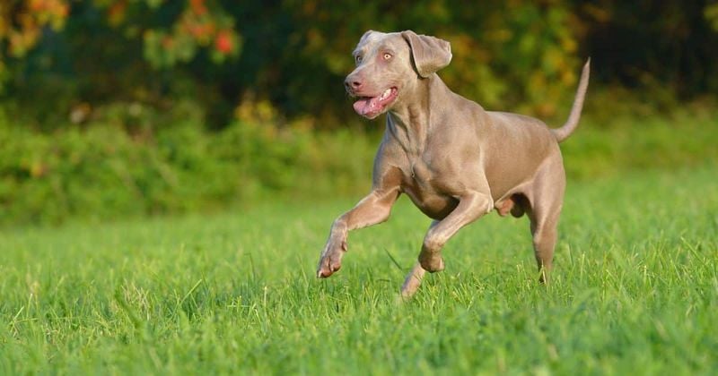 Weimaraner: The Gray Ghost's Hunting Heritage