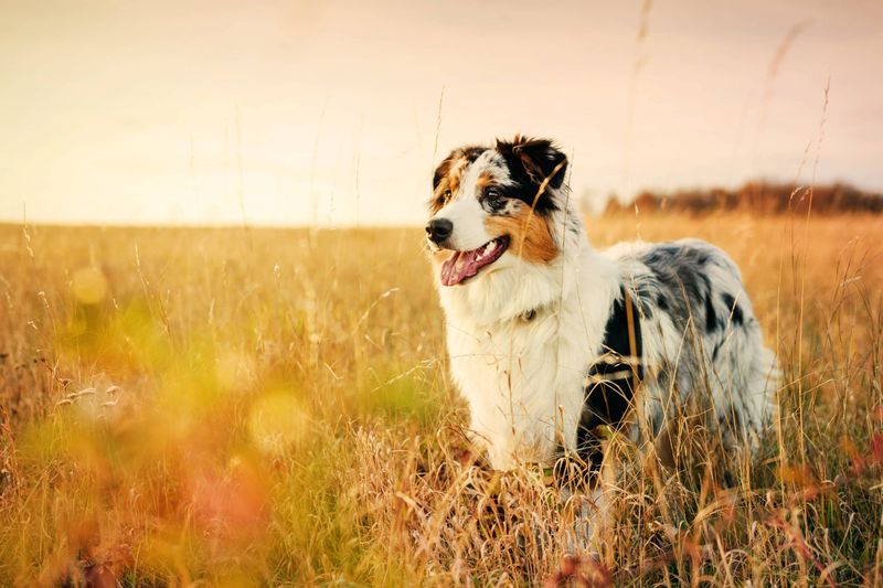 Australian Shepherd: The Tireless Trail Companion