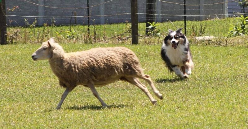 Australian Shepherd