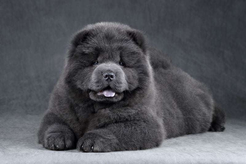 Chow Chow
