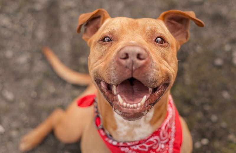 Pit Bull Terriers: Misunderstood Heroes with Unbreakable Bonds