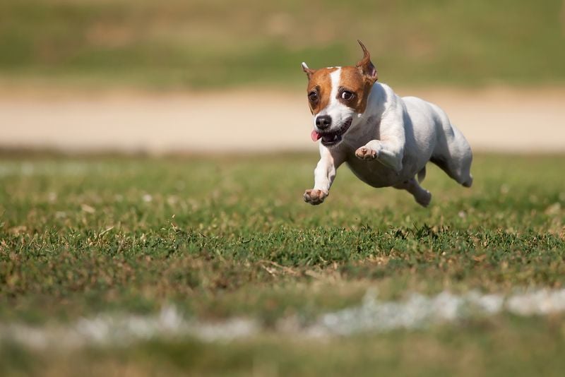 Jack Russell Terrier