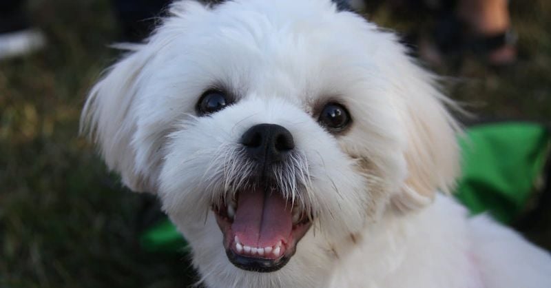 Shih Tzu