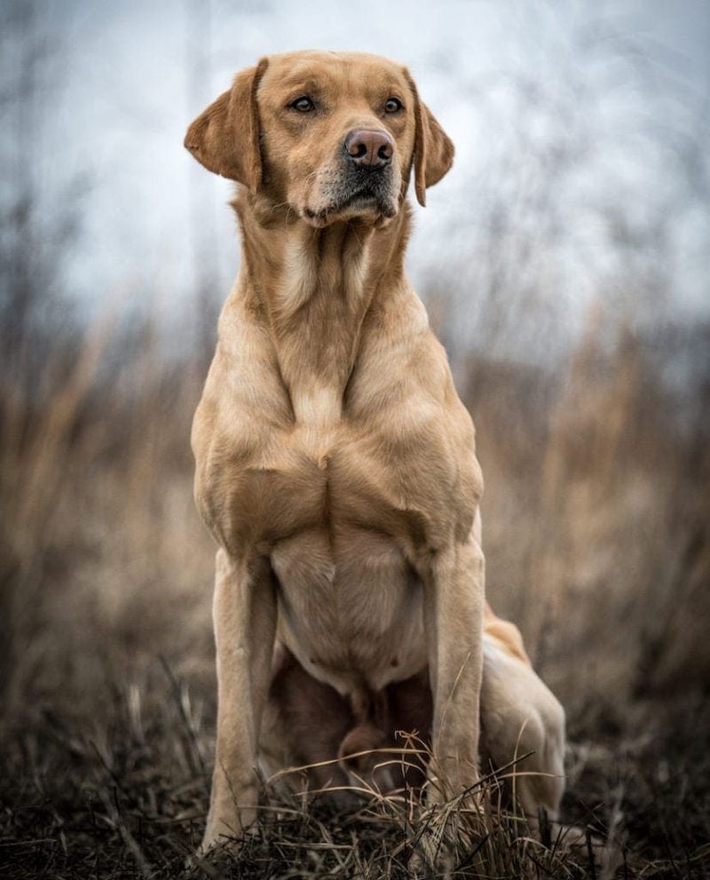 Labrador Retriever (Field Lines)