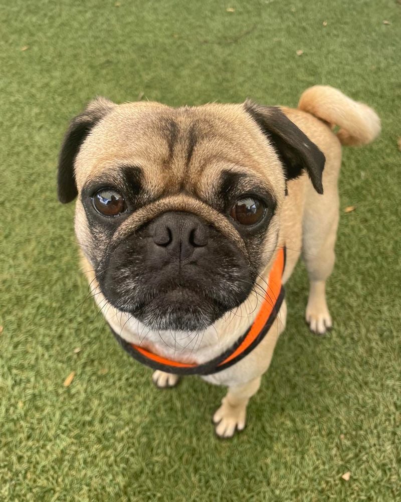 Pugs: The Clowns Who Live to Love