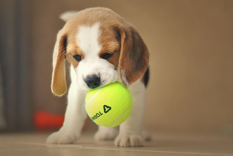 Beagle