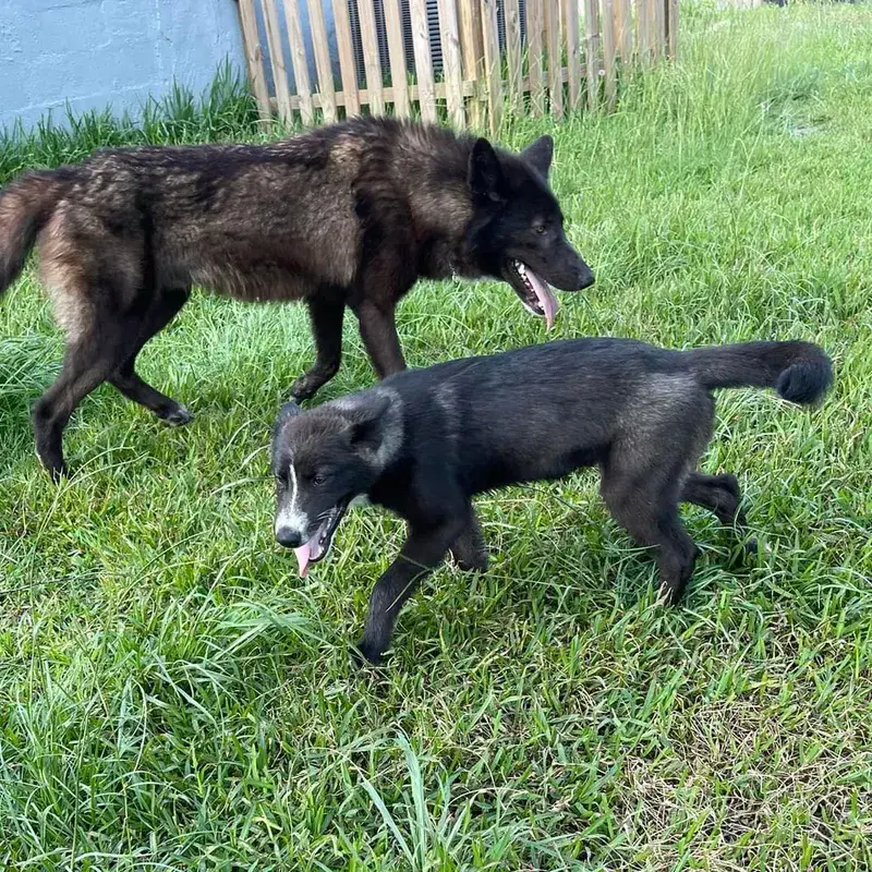 Wolf Hybrids