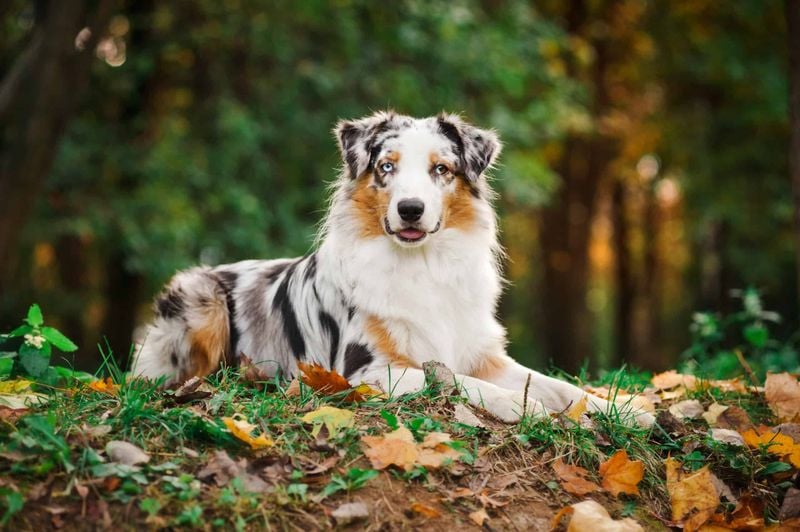 Australian Shepherd: The Intuitive Worker