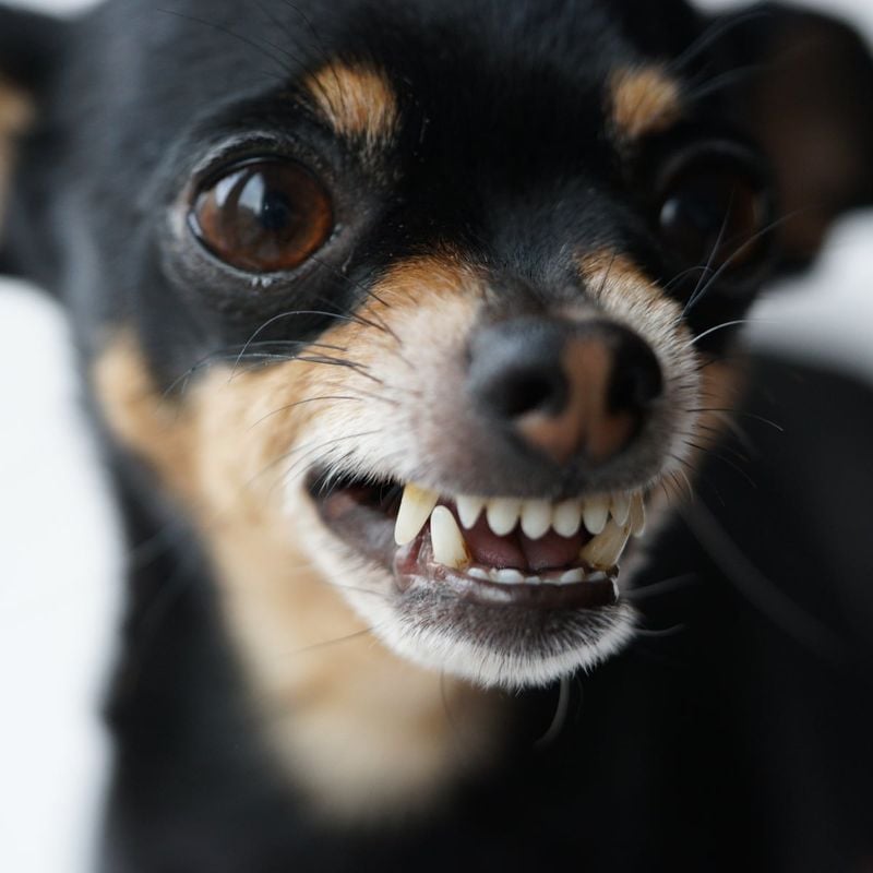 Chihuahuas
