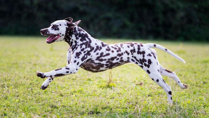 Dalmatian