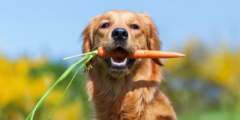 Carrots: Crunchy Orange Delights