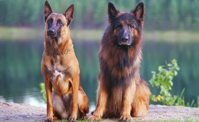 Belgian Malinois vs. German Shepherd