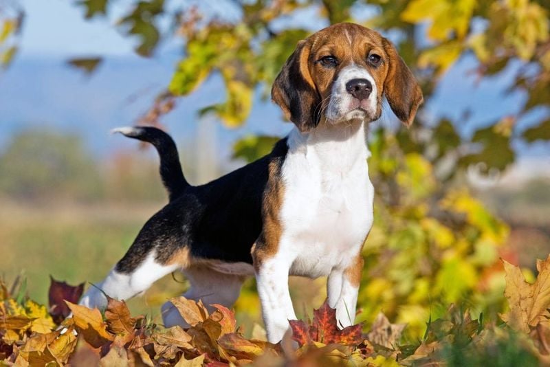 Beagle: The Compact Scent Hound