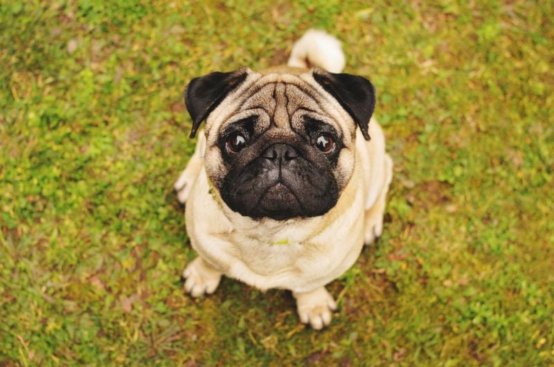 Pug: The Charming Comedian