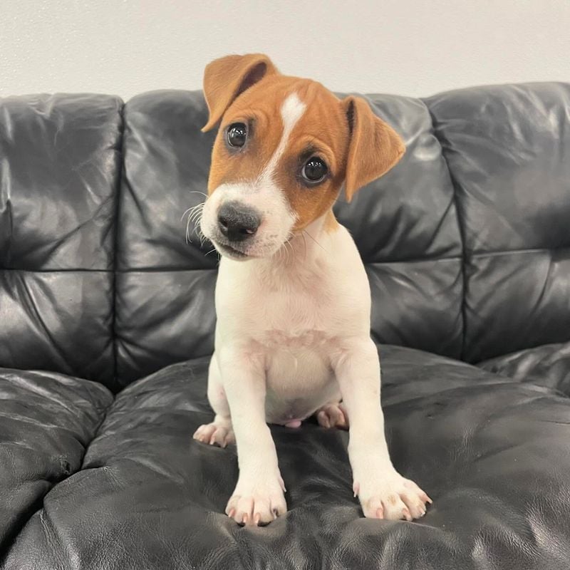 Jack Russell Terrier