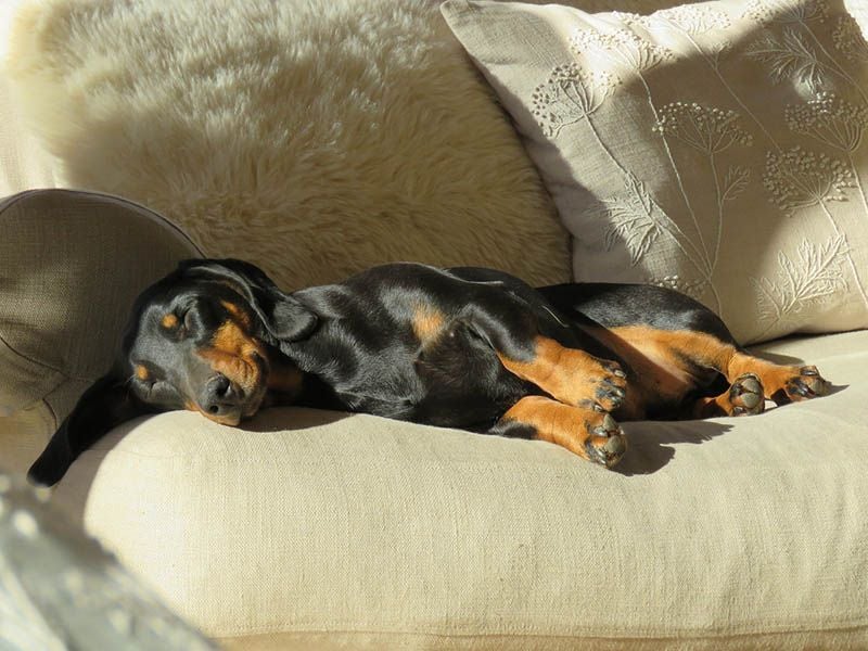 Dachshund: Burrowing Bedtime Experts