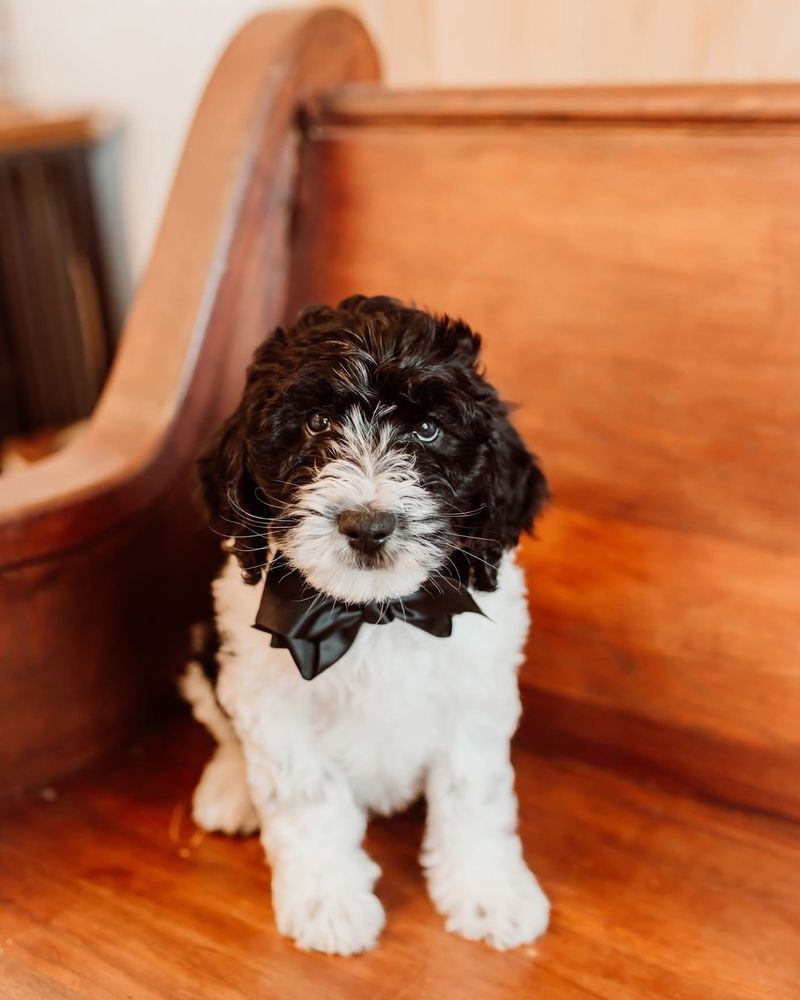 Sheepadoodle: The Gentle Playmate