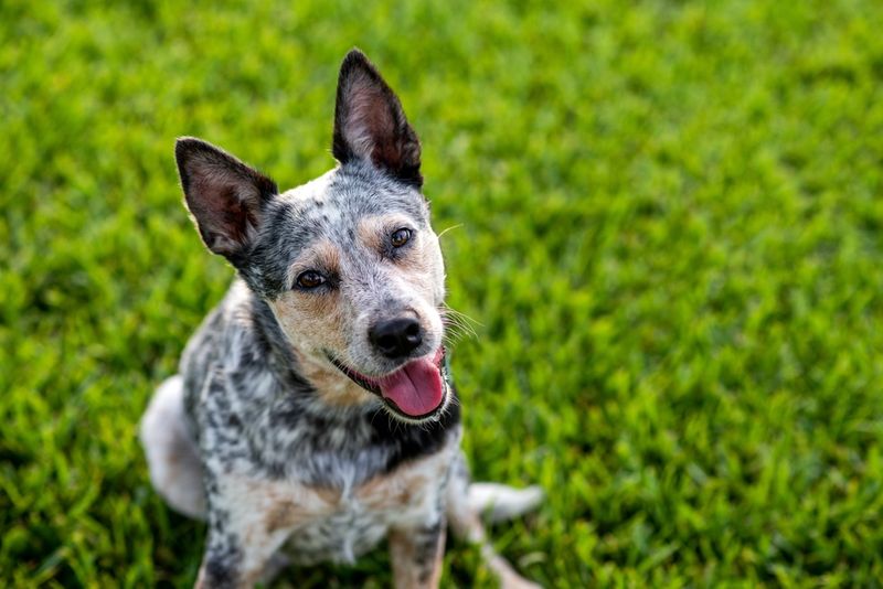 Blue Heeler (Australian Cattle Dog)