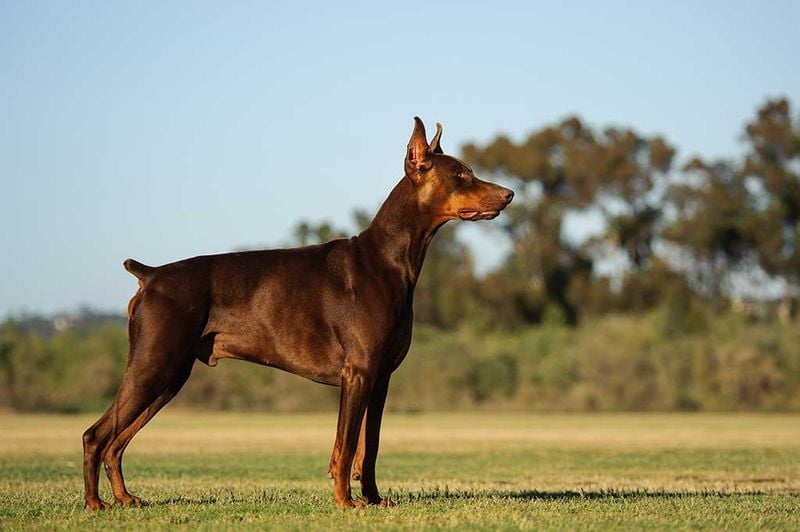Doberman Pinscher