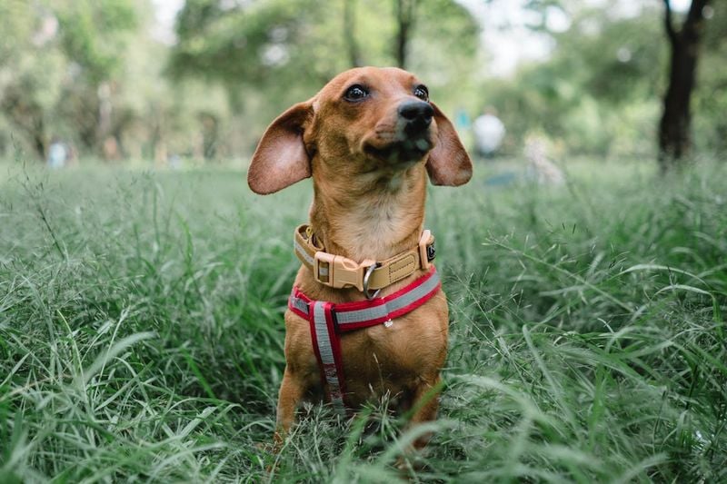 Dachshund