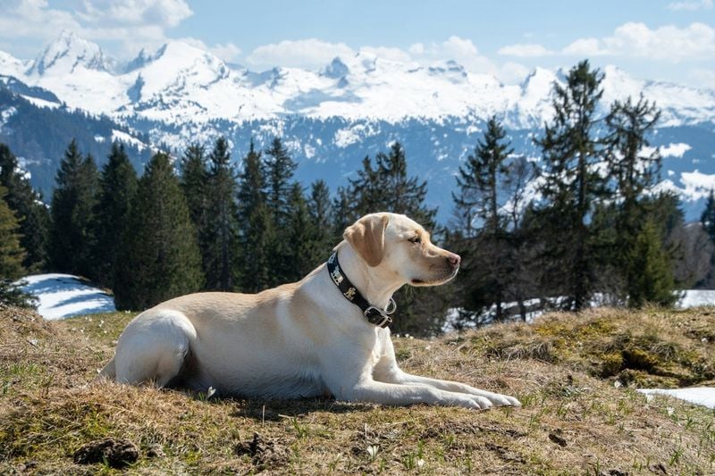 Labrador Retriever: Adventure-Seeking Water Dogs