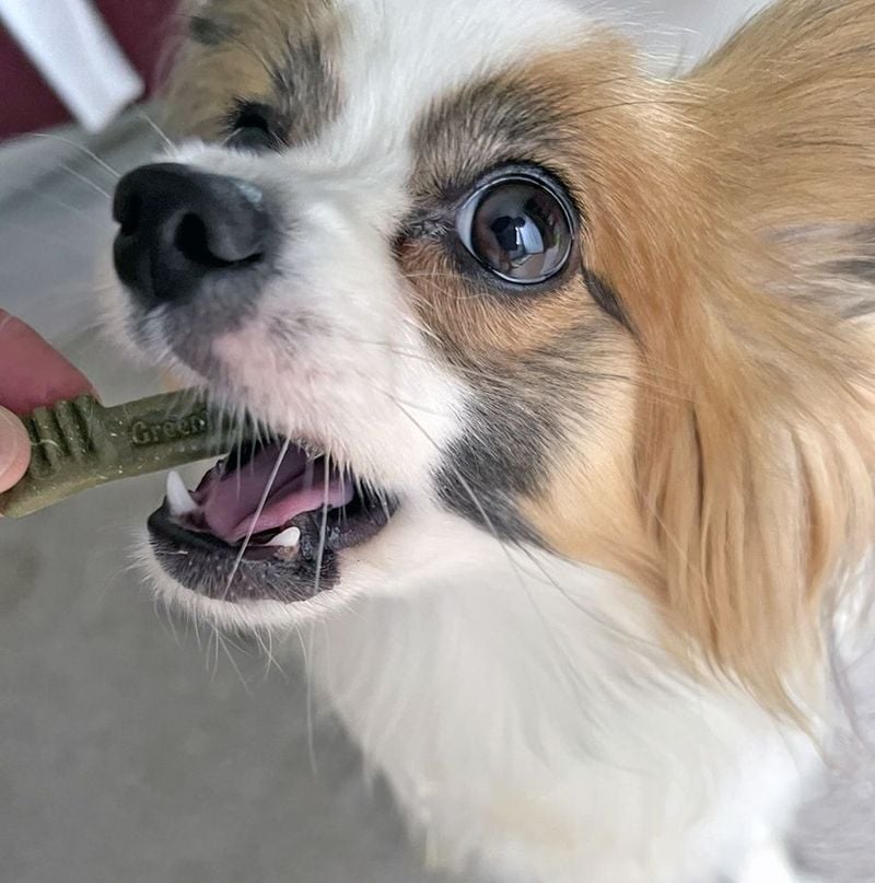 Papillon