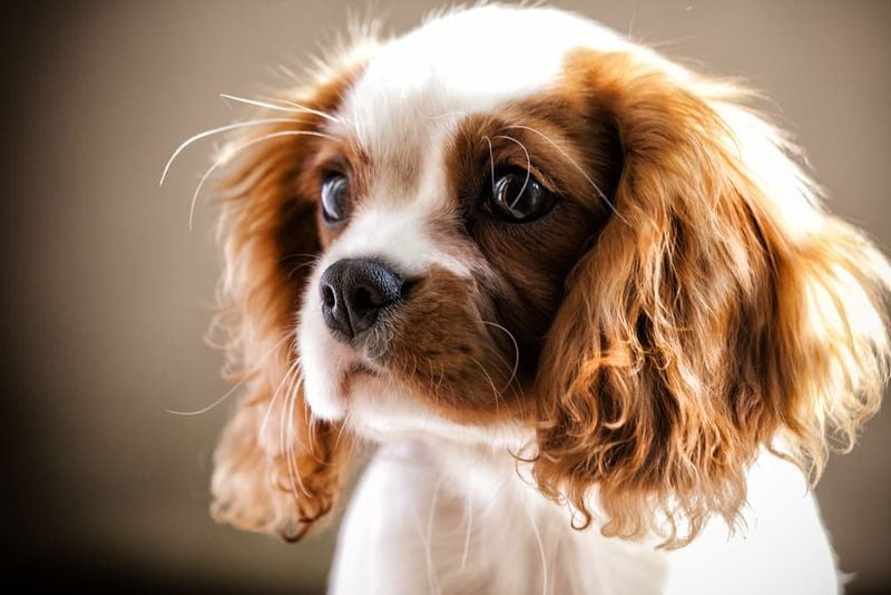 Cavalier King Charles Spaniel: The Royal Lap Warmer