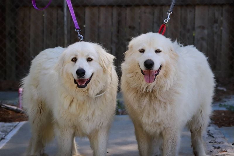 Great Pyrenees: Guardian Partners