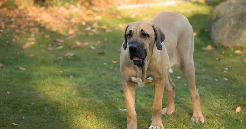 Fila Brasileiro: The Intense Guardian