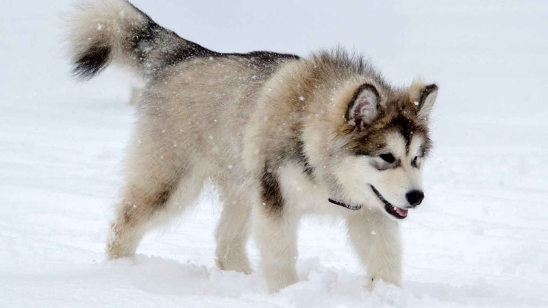 Alaskan Malamute: The Arctic Powerhouse