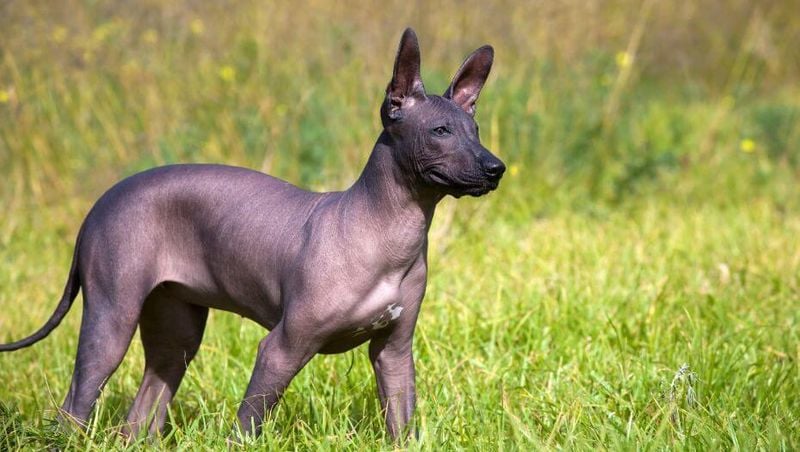 Xoloitzcuintli (Xolo) – Ancient, hairless, and dignified