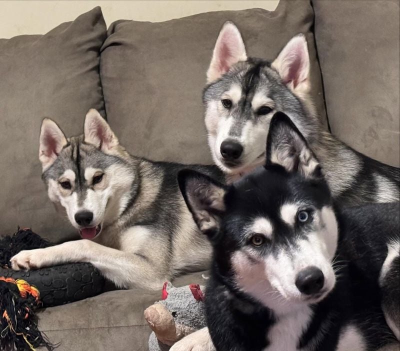 Siberian Huskies: Born to Run Together