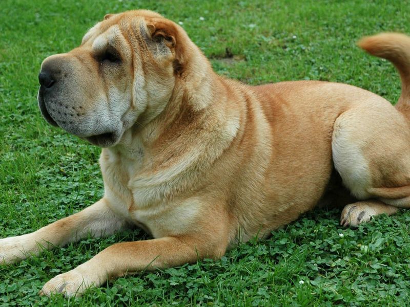 Shar Pei: Wrinkled Warriors With Ancient Roots