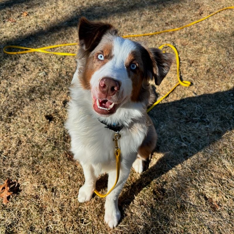 Australian Shepherds