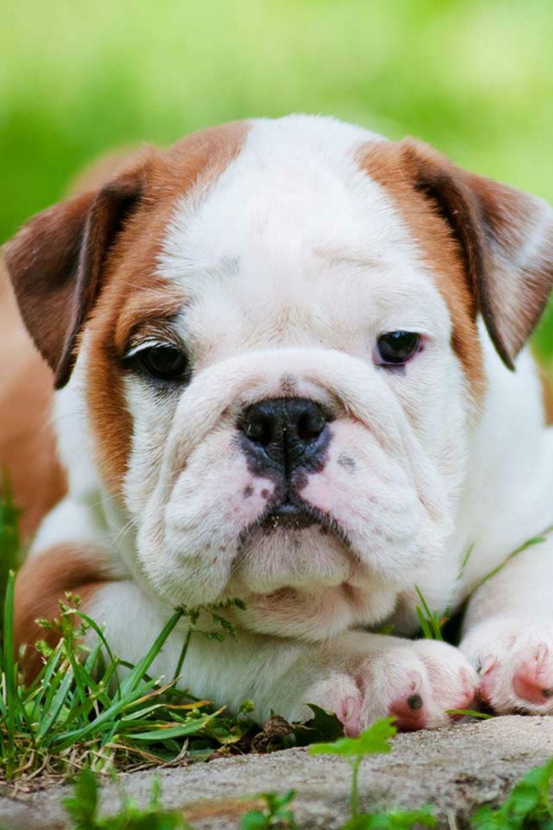 Wrinkly English Bulldog - The Celebrity Favorite