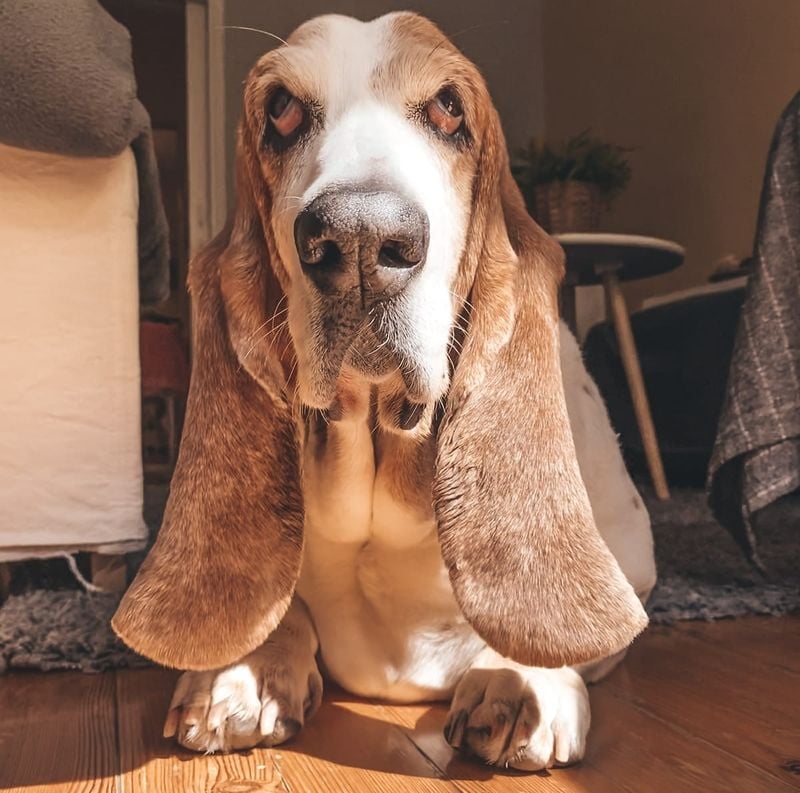 Basset Hound