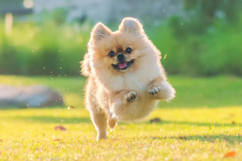 Pomeranian: The Fluffy Fox Ball