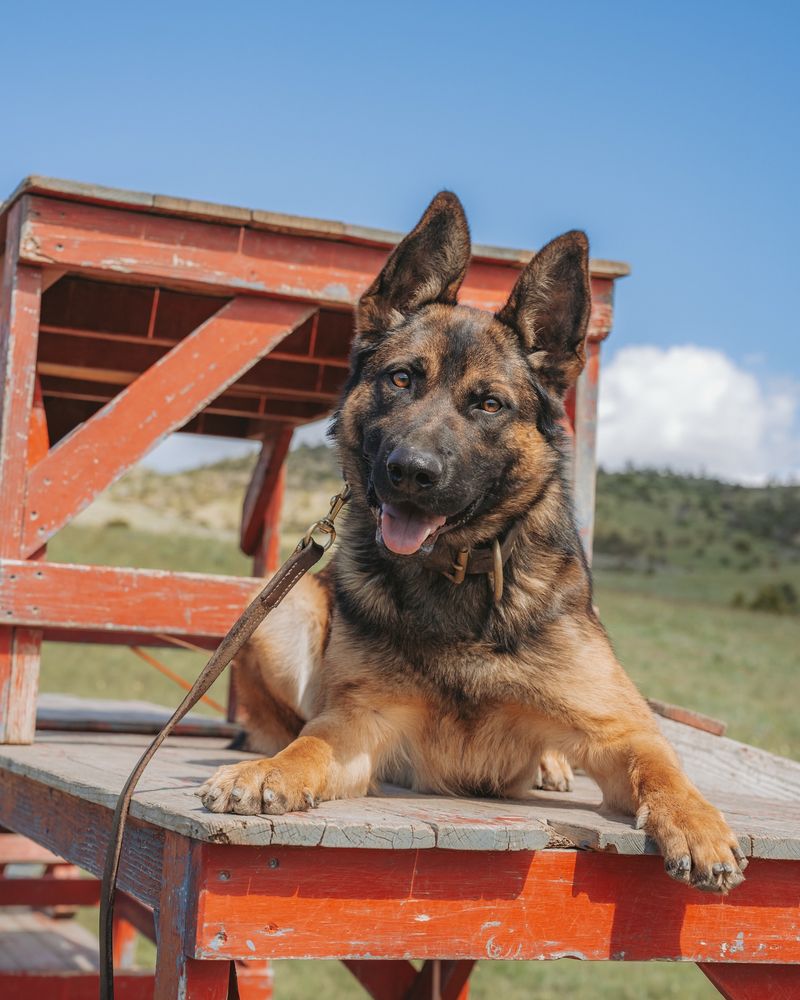German Shepherd