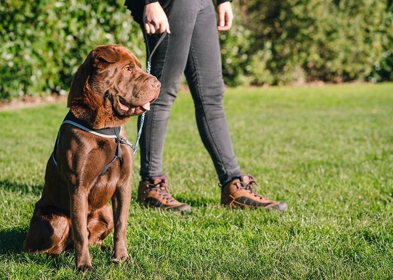 Shar Pei